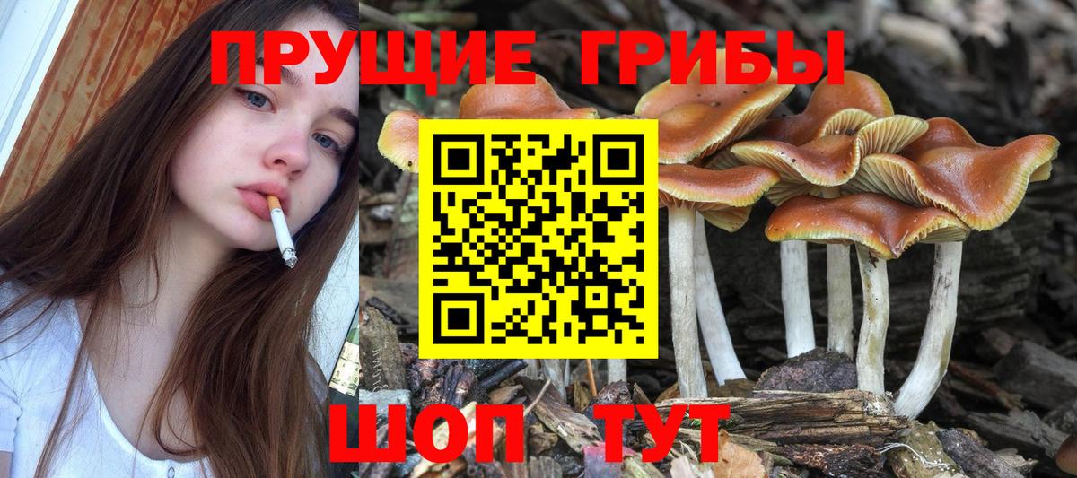 Псилоцибиновые грибы GOLDEN TEACHER Советская Гавань