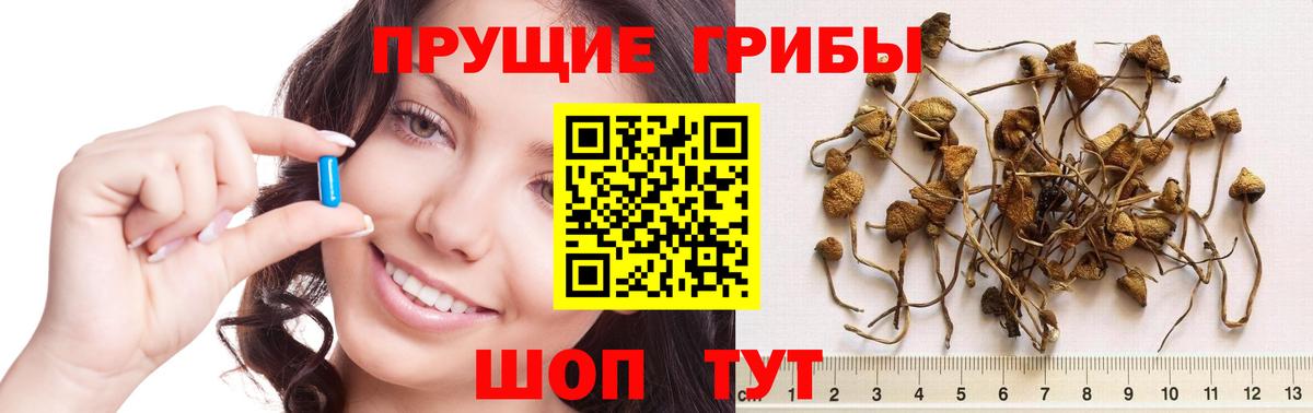 Советская Гавань  Галлюциногенные грибы Psilocybe  Вход с VPN  купить наркоту  Псилоцибиновые грибы мухоморы 